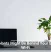 Houseplants Might Be Behind Your Sluggish Wi-Fi